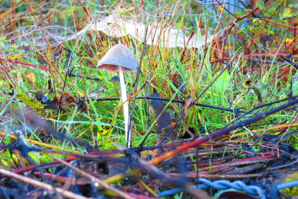 dew on fungi